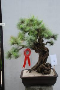 Plant show 2012 (109).JPG